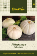 Jättikurpitsa 'Valenciano', vaaleansiniharmaat tai liidunvalkoiset, litteänpyöreät, hieman uurteiset hedelmät noin 4-5 kg.