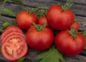 Tomaatti F1 'Cindel'