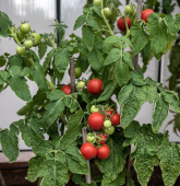 Tomaatti 'Maja'
