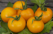 Tomaatti 'Goldene Königin'