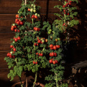 Luumutomaatti 'Patio Plum',  Täysin ainutlaatuinen pensastomaatti, jolla on pylväsmäinen kasvutapa.
