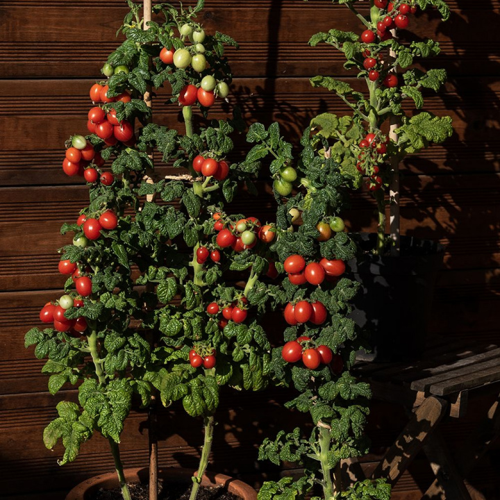 Luumutomaatti 'Patio Plum', Täysin ainutlaatuinen pensastomaatti, jolla on pylväsmäinen kasvutapa.
