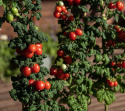 Luumutomaatti 'Patio Plum',  Täysin ainutlaatuinen pensastomaatti, jolla on pylväsmäinen kasvutapa.