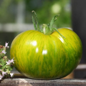 Tomaatti 'Green Zebra'