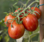 Tomaatti 'Tigerella'