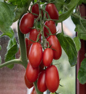 Luumutomaatti F1 'Ravello', Tiheissä tertuissa kirkkaanpunaisia, soikeita n. 20 gramman  tomaatteja.