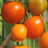 Tomaatti 'Zloty Ozarowski'