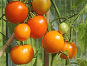 Tomaatti 'Zloty Ozarowski'