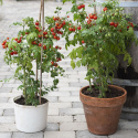 Kirsikkatomaatti ‘Veranda Red’