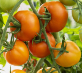 Tomaatti 'Zlatava'