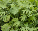 Aasialaisia kaaleja ''Asian All Green Mix'', Aasialaiset lehtikaalikasvit, joill