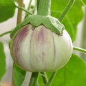 Munakoiso ''Rotonda Bianca Sfumata di Rosa''