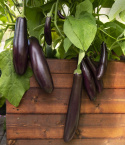 Munakoiso ''Violetta lunga 3'', Pitkät, ohuet, purppuranmustat hedelmät.