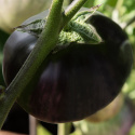 Munakoiso 'Laura', Suuret, pyöreät, kiiltävän purppuranpunaisen mustat ​​hedelmät (n. 400 g).
