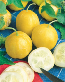 Sitruunakurkku 'Lemon'