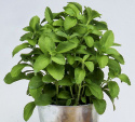 Makeastevia ‘Sweet Herb’
